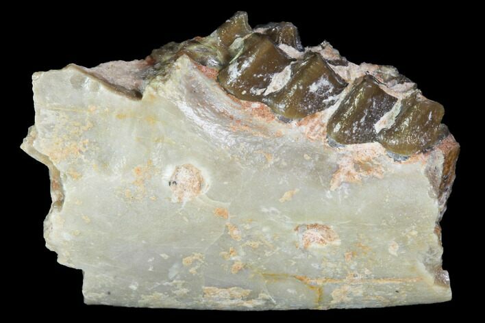 Oligocene Ruminant (Leptomeryx) Jaw Section - South Dakota #100411